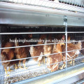 A type chicken cage with hot galvanizing